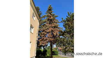 Dresden: Kahle Fichten: Eine Laus saugt die Dresdner Bäume aus - Sächsische.de