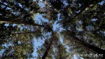 Ambitious restoration project turning 1400 hectares of pine back into native forest - Stuff