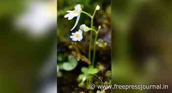 Uttarakhand Forest department discovers rare carnivorous plant species; details inside - Free Press Journal