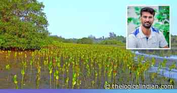 Incredible Transformation! This Bengaluru-Based Engineer Turns Landfill Into Forest By Planting 60,000... - The Logical Indian