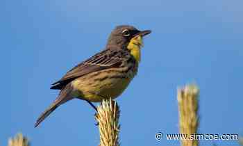 'We are very excited': Endangered bird spotted in Essa forest managed by Simcoe County - simcoe.com