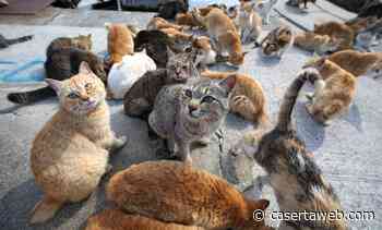 Capua, l'Associazione Italiana Difesa Animali ed Ambiente denuncia il prete che sta affamando i gatti | - CasertaWeb