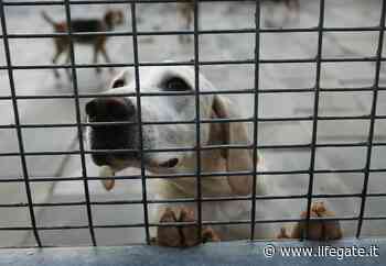 Il nuovo canile di Santa Maria Capua Vetere sarà gestito dai detenuti - LifeGate