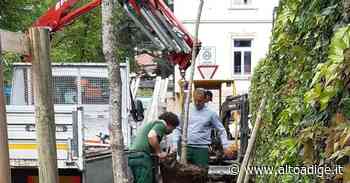 A Merano nuovi alberi più resistenti allo stress climatico - Alto Adige