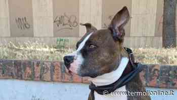 La prode Samba, ringhia al ladro sventando il furto di un'auto in viale Trieste - Termoli Online