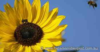 NSW limits bee movements after mite alert - Bay Post-Moruya Examiner