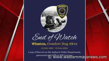 Amherst Police mourning loss of comfort dog - Western Massachusetts News