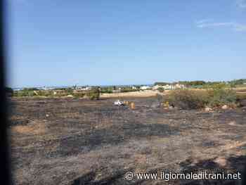 Trani, a fuoco il terreno incolto più grande di tutti a Capirro: in fumo 10.000 metri quadrati - ilgiornaleditrani - Radio Bombo