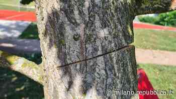 Lecco, albero segato a metà nel giardino dei bambini. Il sindaco: "Tragedia sfiorata" - La Repubblica