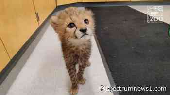 Cincinnati Zoo welcomes future Cat Ambassador Rozi - Spectrum News 1
