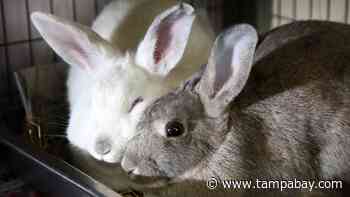 Pasco is one step closer to banning retail sale of rabbits - Tampa Bay Times