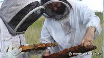 Couple pushes to breed a 'resilient bee that's going to outlive us'