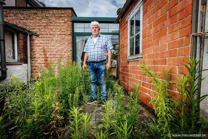 Buurtbewoner boos op Mechelse sociale woonmaatschappij: “Ik zie ratten lopen vanuit mijn veranda omdat ze naburige woning laten verkrotten”