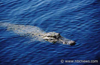 One dead in Myrtle Beach area after alligator attack