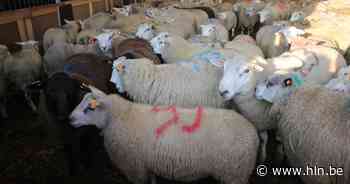 Verbod op onverdoofd slachten in Brussel? Vandaag stemming tijdens plenaire zitting - Het Laatste Nieuws