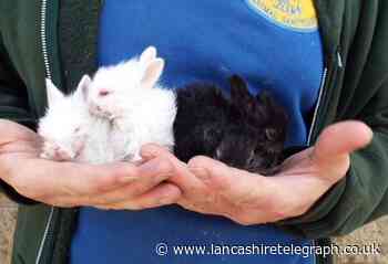 Bleakholt to the rescue as baby rabbits lovingly hand reared