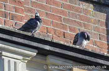 Letter: Help! These pesky pigeons getting out of control