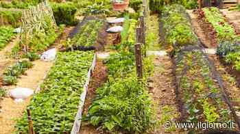 Cade all’alba nell’orto e batte la testa: morto a 74 anni - IL GIORNO