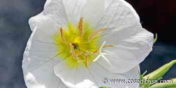 Oenothera speciosa 'Alba' - Enotera a fiori bianchi - Cose di Casa