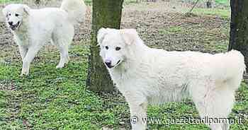 Adottiamoli - Gazzetta di Parma