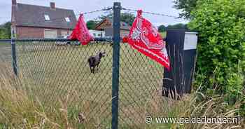 Boerenbonte steun voor de boer in Groesbeek | Berg en Dal | gelderlander.nl - De Gelderlander