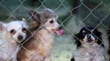 Maltrattamento di animali, Trieste isola felice ma crescono le segnalazioni - TriestePrima