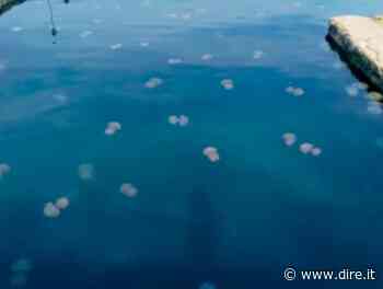 Boom di meduse spiaggiate a Trieste: parte l'intervento di rimozione - Dire