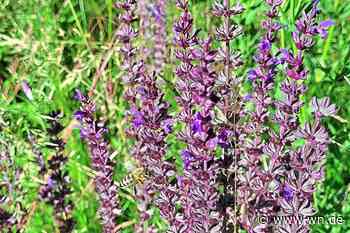 Ferienangebote im Botanischen Garten