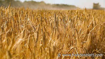 Rohstoffe: Weizenpreis fällt auf den tiefsten Stand seit vier Monaten