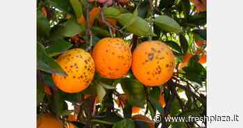 Fino a maggio, il 61 per cento delle intercettazioni di parassiti negli agrumi proveniva da Paesi del Mercosur - Freshplaza.it