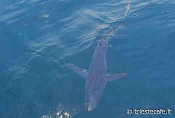 Splendido esemplare di squalo blu nel Golfo di Trieste! - triestecafe.it