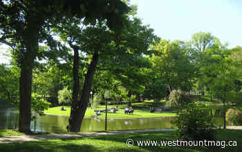 Discovering Westmount Park's trees /2 - Westmount Magazine