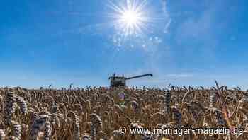 Weizenpreis fällt auf tiefsten Stand seit vier Monaten