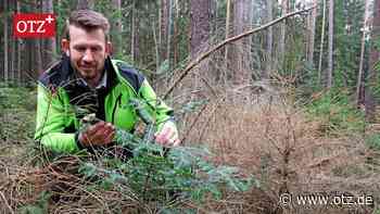Der Wald rund um Jena und im Holzland bleibt ein Sorgenkind