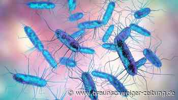 Multiresistenter Typhus: Forschende zunehmend in Sorge