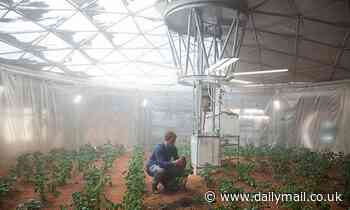 Scientists find a way to grow plants in complete darkness using 'artificial photosynthesis' 