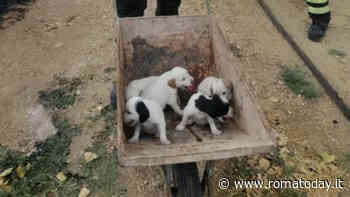 I venti cuccioli di cane salvati dai pompieri durante un incendio