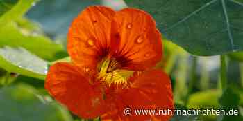 Diese Blüten kann man essen - Ruhr Nachrichten