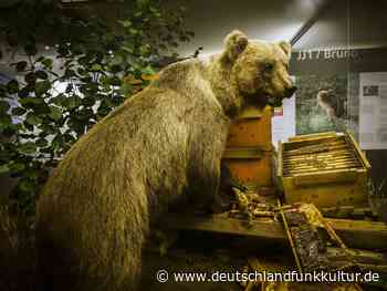 Sonntagsrätsel Ausgabe Nr. 2866 - Was essen die denn da? - Deutschlandfunk Kultur