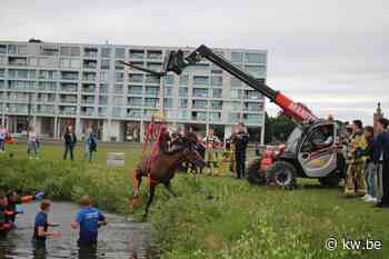 Brandweer moet paard uit vijver redden aan Hippodroom in Waregem - KW.be
