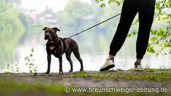 Streit über Hund artet aus: Körperverletzung in Wolfenbüttel