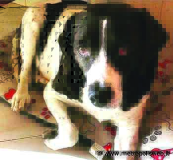 Ucciso Barone, il cane-sindaco di Gragnano: petizione per una stele - Metropolisweb