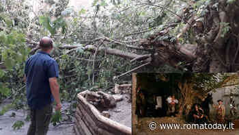 Crolla il fico del convento di don Bastiano nel Marchese del Grillo