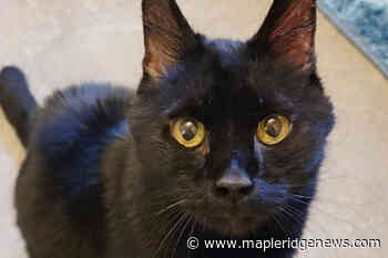 Half off adult cat adoptions at the BC SPCA in Maple Ridge - Maple Ridge News