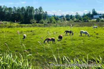 SHARE: Beautiful day for a bike ride – Maple Ridge News - Maple Ridge News
