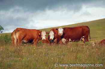 Dropping like flies-Prussic Acid in cattle