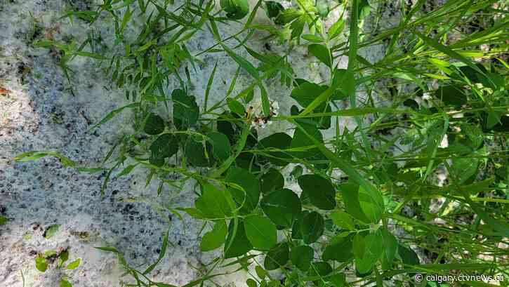 Periods of sun, late-day thundershower risk in Calgary