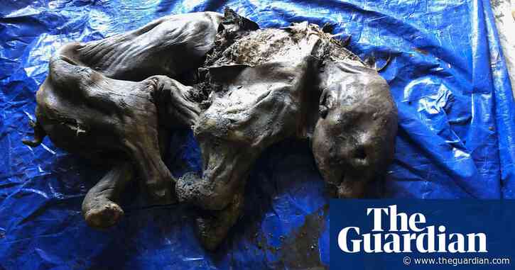 Gold miner in Canada finds mummified 35,000-year-old woolly mammoth