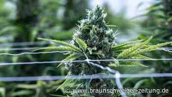 Cannabis: Drogenbeauftragter fordert mehr Suchtprävention