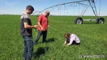 Getting to the root of it: How an Alberta scientist is changing the way farmers see soil
